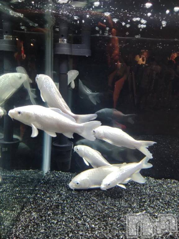 新潟デリヘル熟女の風俗 最終章(ジュクジョノフウゾクサイシュウショウ) せな(45)の9月4日写メブログ「お礼」