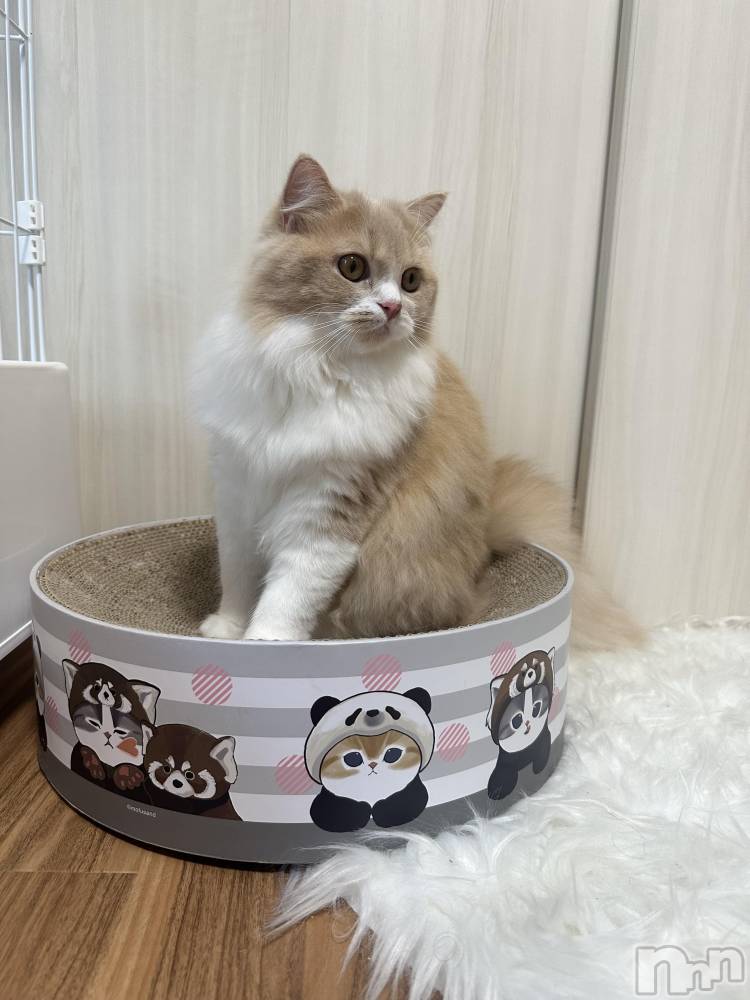 ��ë����Х��顦�����CLUB��Paladin(����֡��ѥ�ǥ���) ���ʤ�10��3���̥�֥�����🐈⸒⸒⸒⸒��