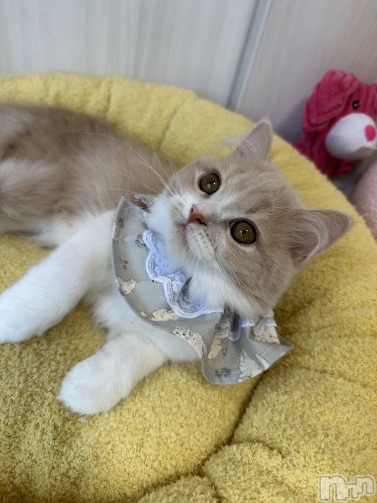 ��ë����Х��顦�����CLUB��Paladin(����֡��ѥ�ǥ���) ���ʤ�10��17���̥�֥�����🐈🎀��