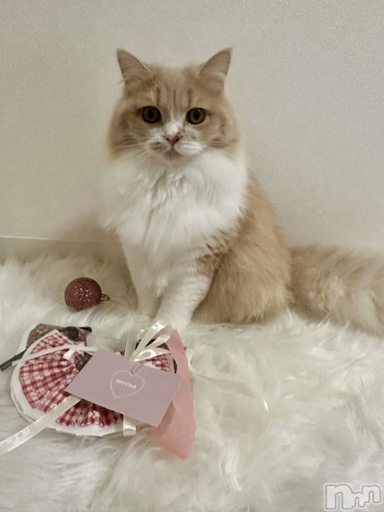 ��ë����Х��顦�����CLUB��Paladin(����֡��ѥ�ǥ���) ���ʤ�11��14���̥�֥�����New ������𓂃🎀𓈒𓏸��