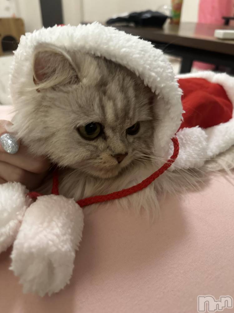 ��ë����Х��顦�����CLUB��Paladin(����֡��ѥ�ǥ���) ���ʤ�12��6���̥�֥�����🎅🏻🎀��