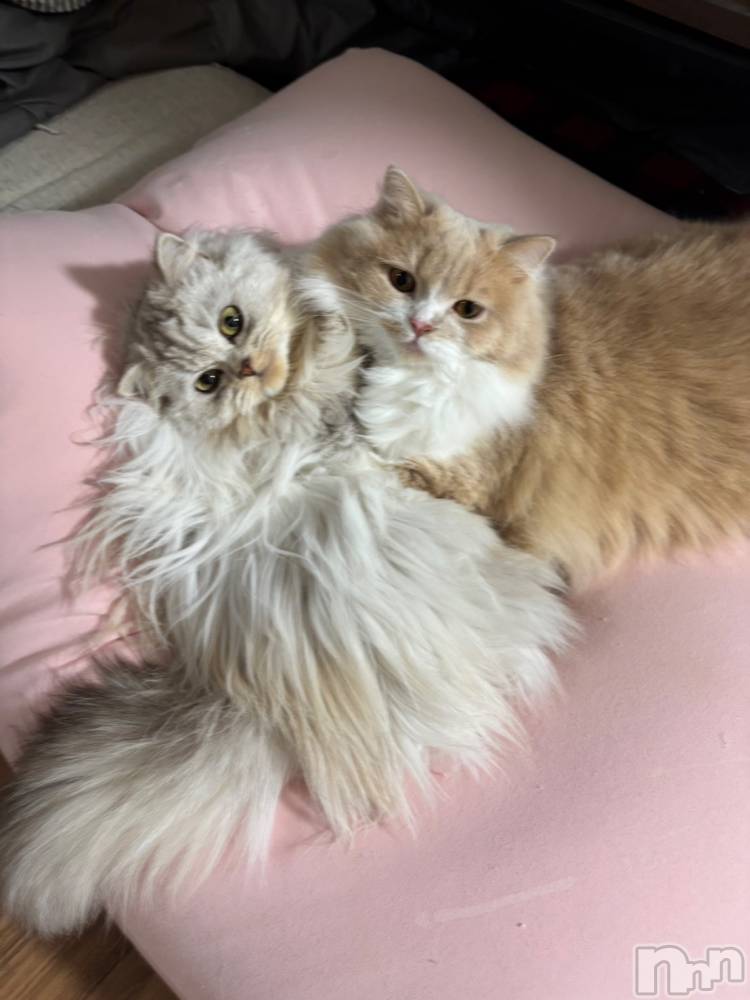 ��ë����Х��顦�����CLUB��Paladin(����֡��ѥ�ǥ���) ���ʤ�12��27���̥�֥�����🐱🤜🏻⋆͛🤛🏻🐱��