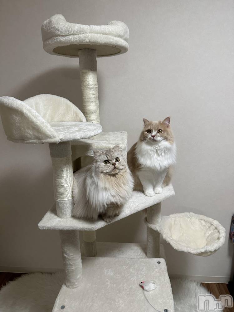 ��ë����Х��顦�����CLUB��Paladin(����֡��ѥ�ǥ���) ���ʤ�1��30���̥�֥�����𝗻𝗲𝘄 ����åȥ����