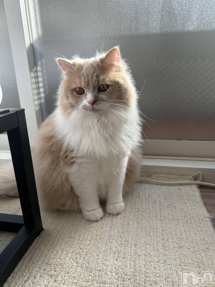 ��ë����Х��顦�����CLUB��Paladin(����֡��ѥ�ǥ���) ���ʤ�2��4���̥�֥����֥ȥۥ۴��