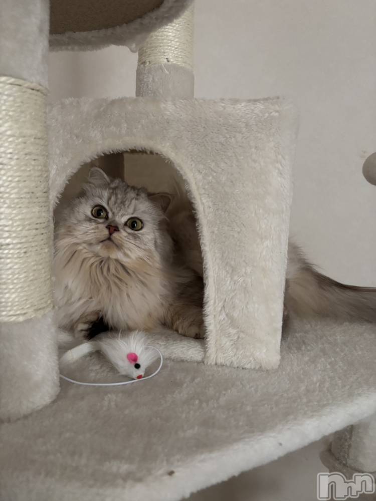 ��ë����Х��顦�����CLUB��Paladin(����֡��ѥ�ǥ���) ���ʤ�2��6���̥�֥����֤���������🐁⸒⸒��