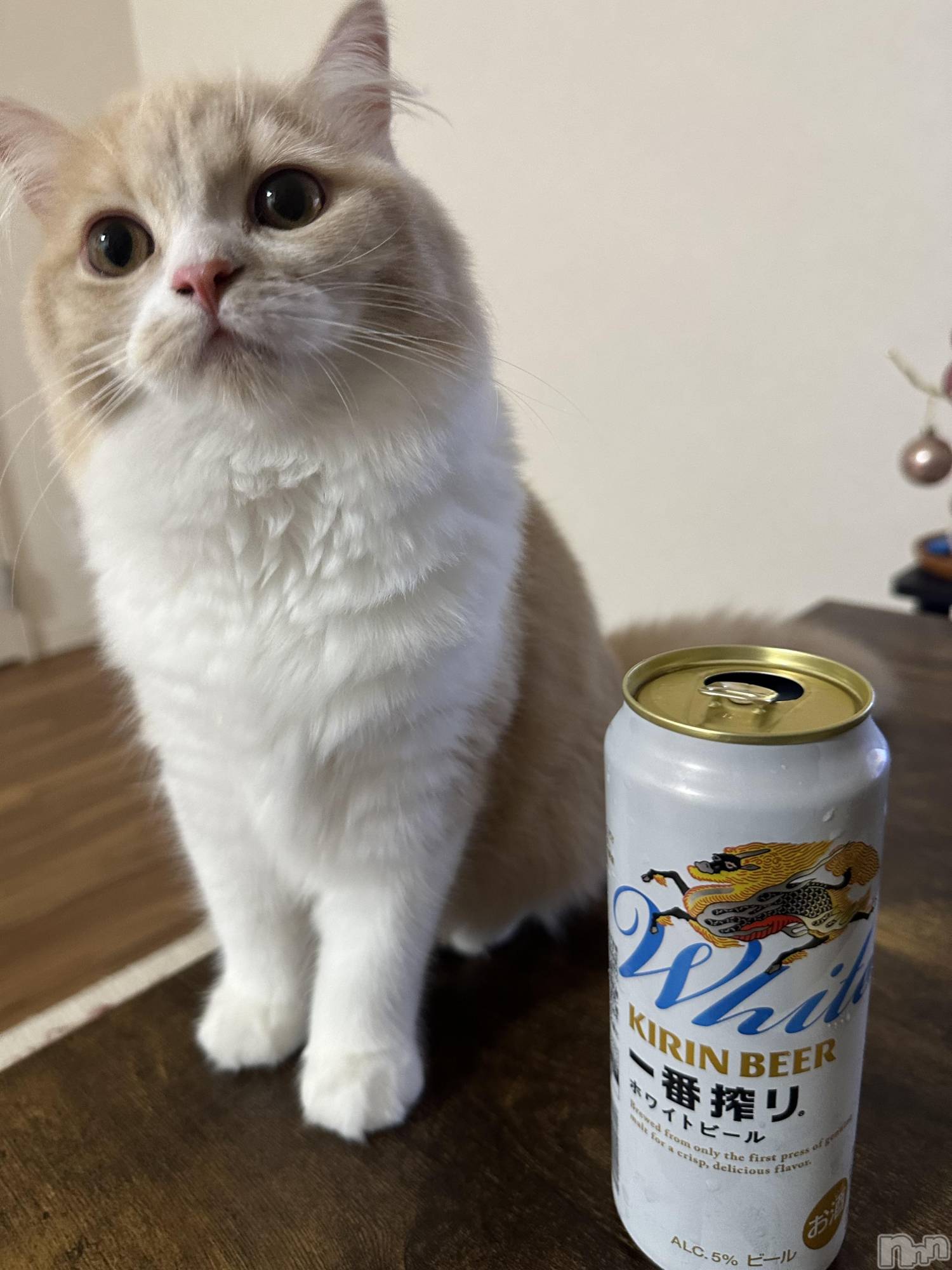 ��ë����Х��顦�����CLUB��Paladin(����֡��ѥ�ǥ���) ��2025ǯ7��15���̥�֥����֥�����ǭ🦒🐈��