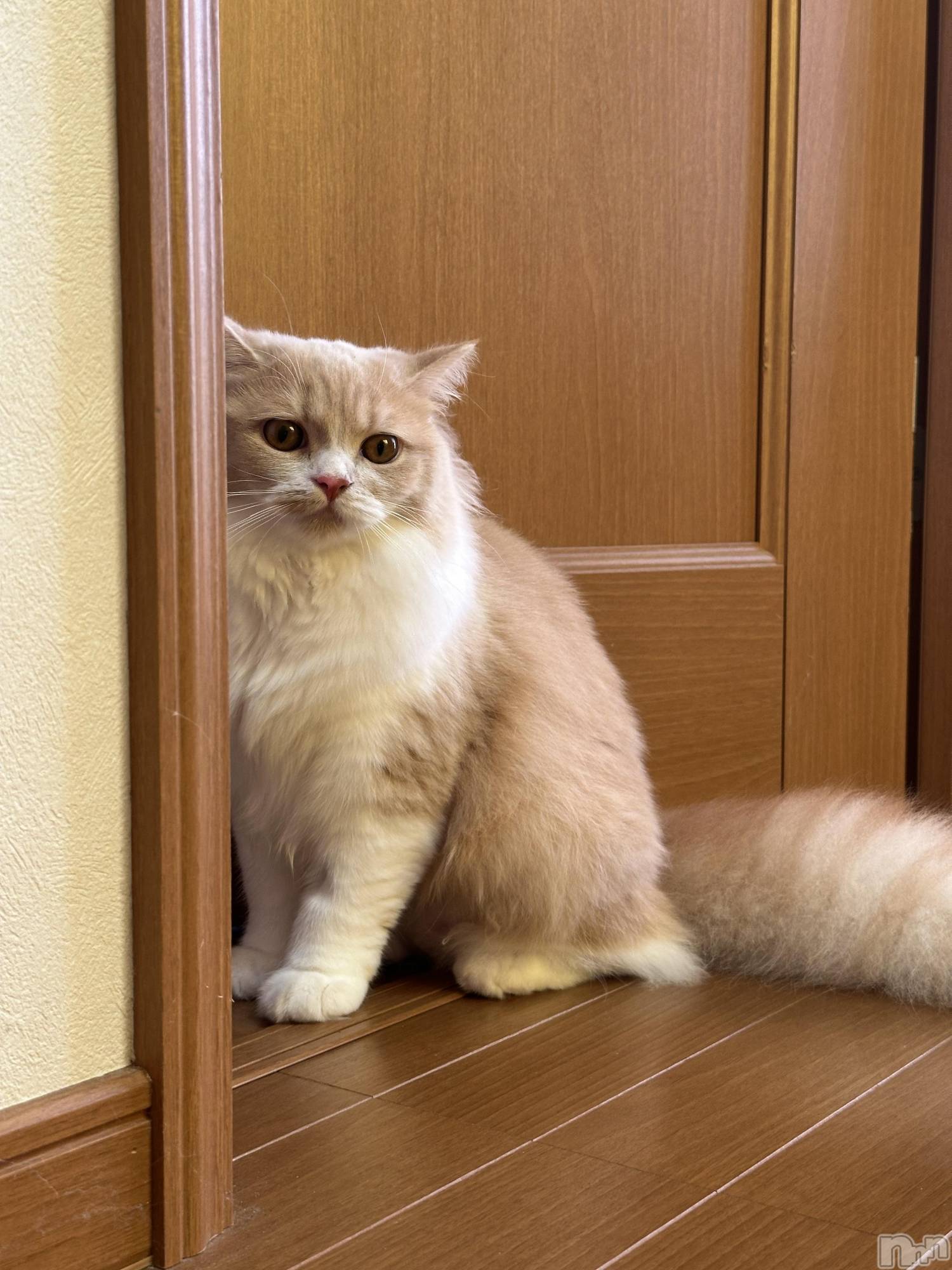 ��ë����Х��顦�����CLUB��Paladin(����֡��ѥ�ǥ���) ��2025ǯ8��27���̥�֥����ֿ͸��Τ������