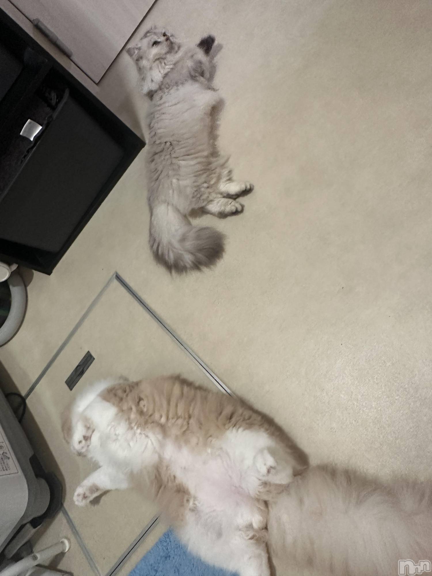 ��ë����Х��顦�����CLUB��Paladin(����֡��ѥ�ǥ���) ��2025ǯ10��14���̥�֥���������ͥ�c�ޤ�.��.)�á�