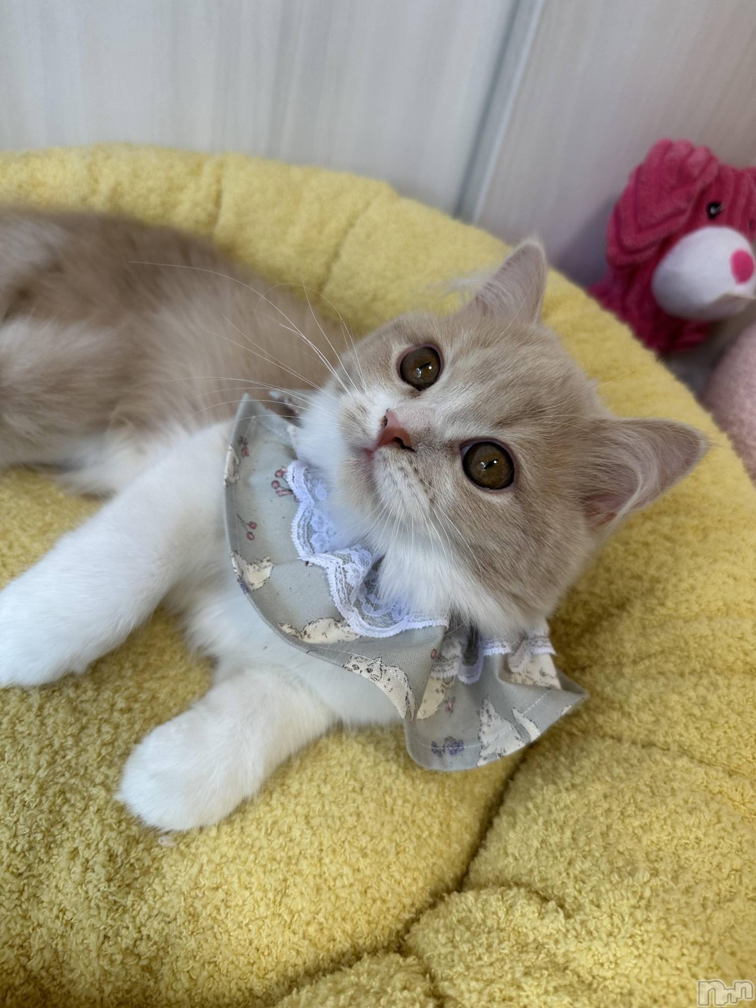 ��ë����Х��顦�����CLUB��Paladin(����֡��ѥ�ǥ���) ��2025ǯ10��17���̥�֥�����🐈🎀��