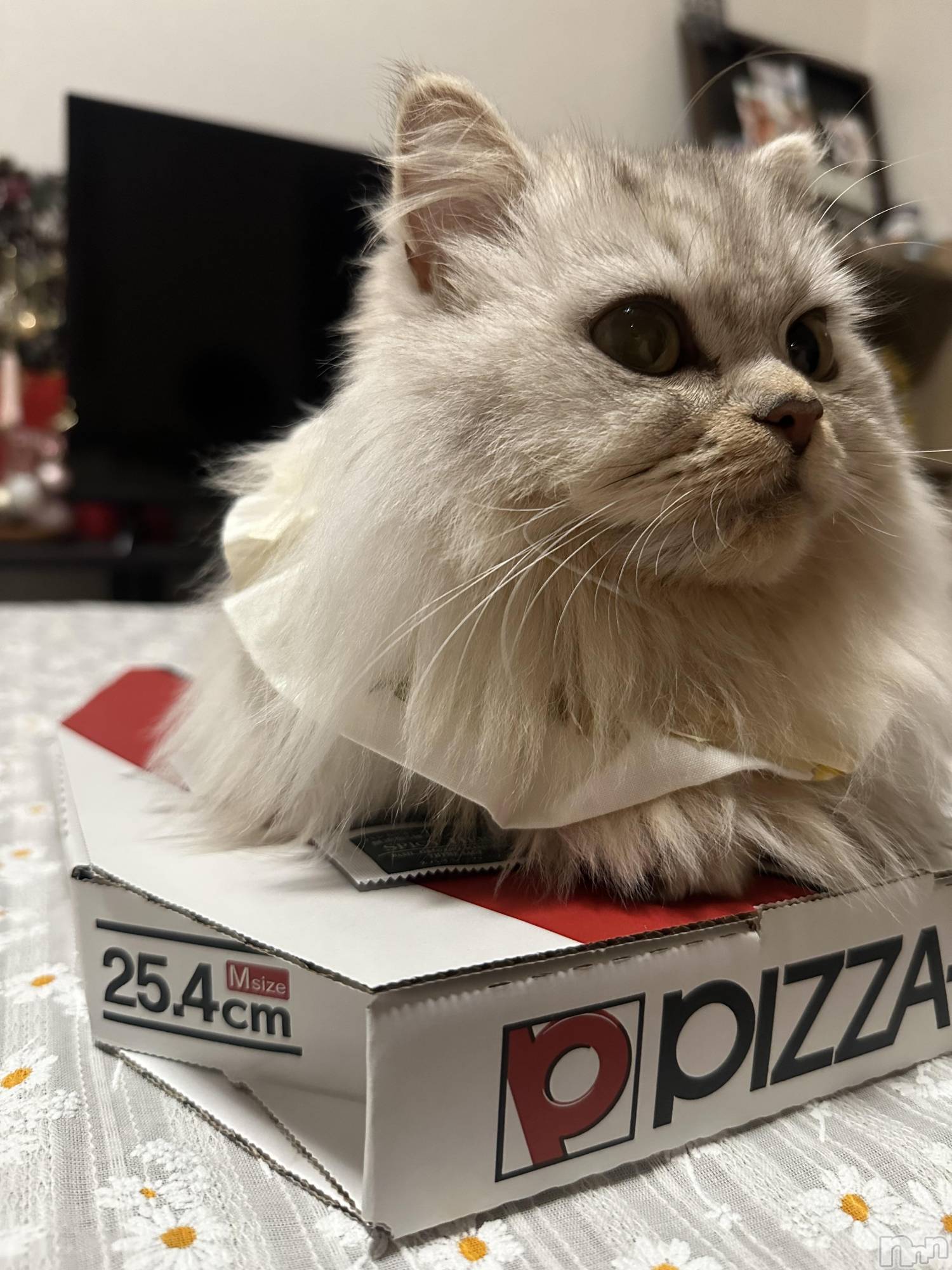 ��ë����Х��顦�����CLUB��Paladin(����֡��ѥ�ǥ���) ��2025ǯ11��5���̥�֥����֤��ä�����🐱💭🎀��