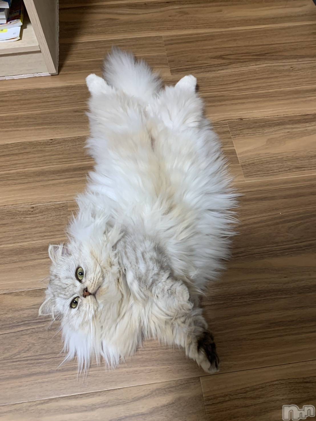 ��ë����Х��顦�����CLUB��Paladin(����֡��ѥ�ǥ���) ��2025ǯ11��15���̥�֥��������Ӥ⤳�⤳�����☁️��