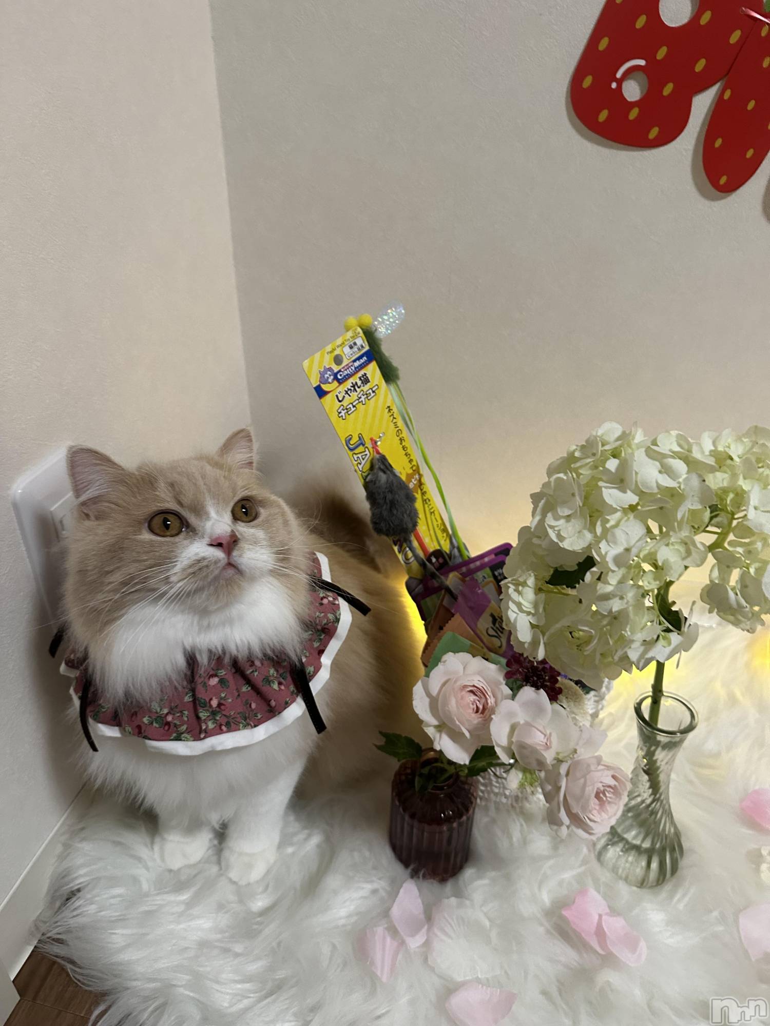 ��ë����Х��顦�����CLUB��Paladin(����֡��ѥ�ǥ���) ��2025ǯ11��18���̥�֥�����🌷🌷💗��