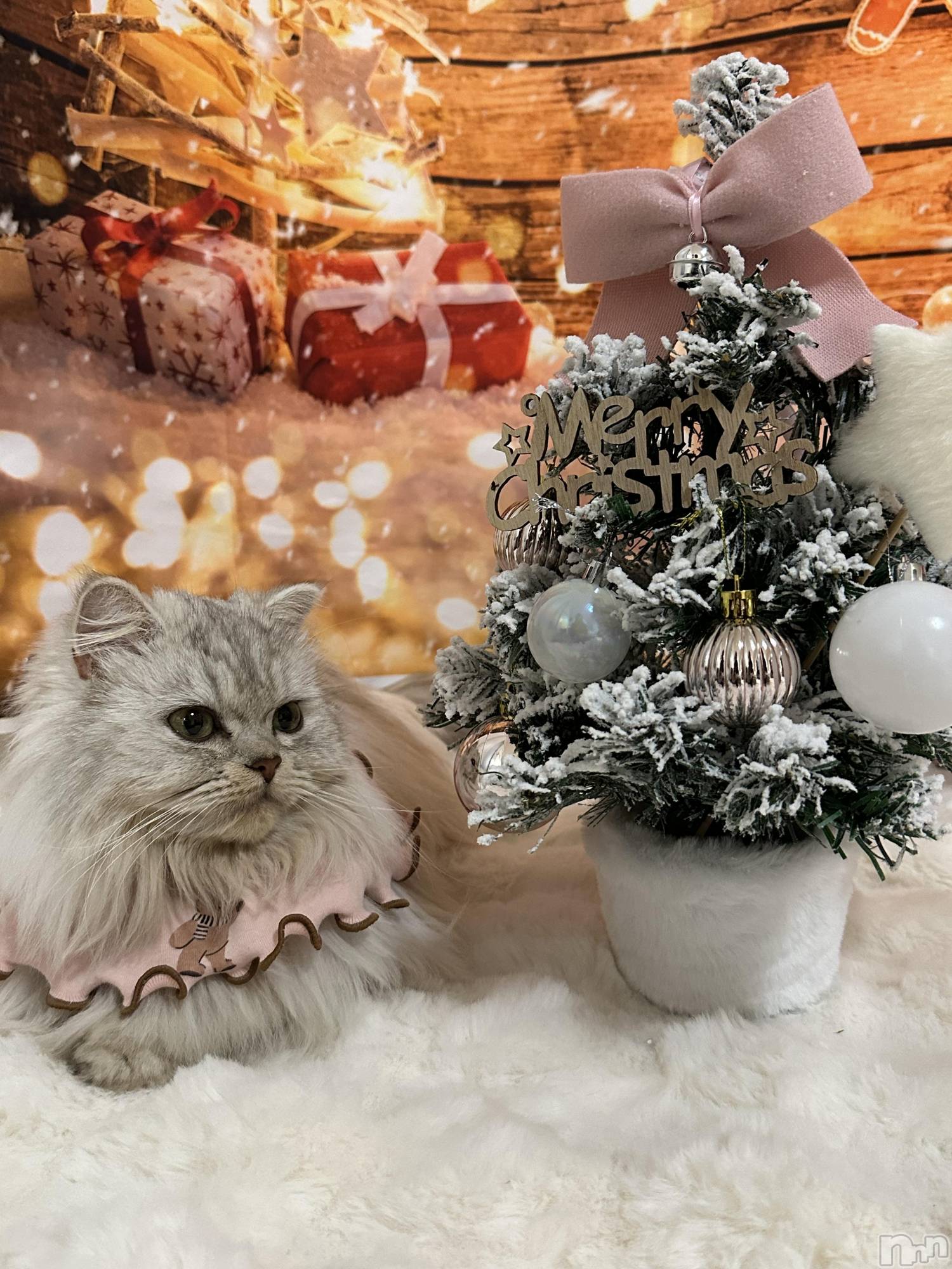 ��ë����Х��顦�����CLUB��Paladin(����֡��ѥ�ǥ���) ��2025ǯ12��19���̥�֥�����🎄*⋆��