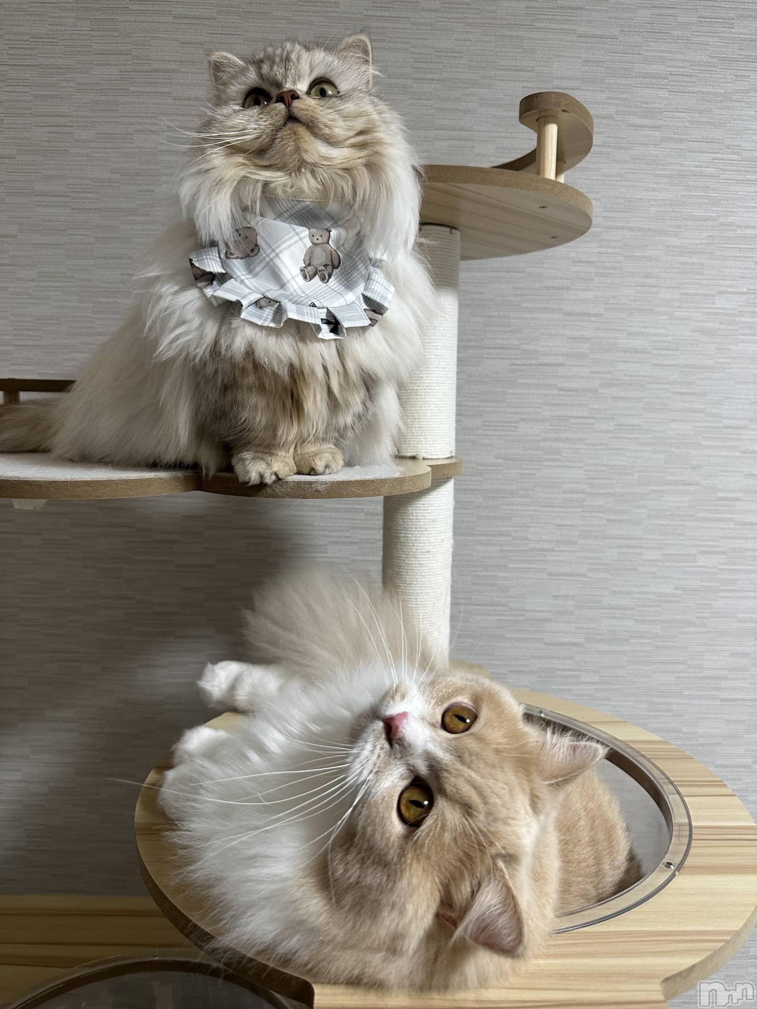 ��ë����Х��顦�����CLUB��Paladin(����֡��ѥ�ǥ���) ��2025ǯ12��28���̥�֥��������ɤ���