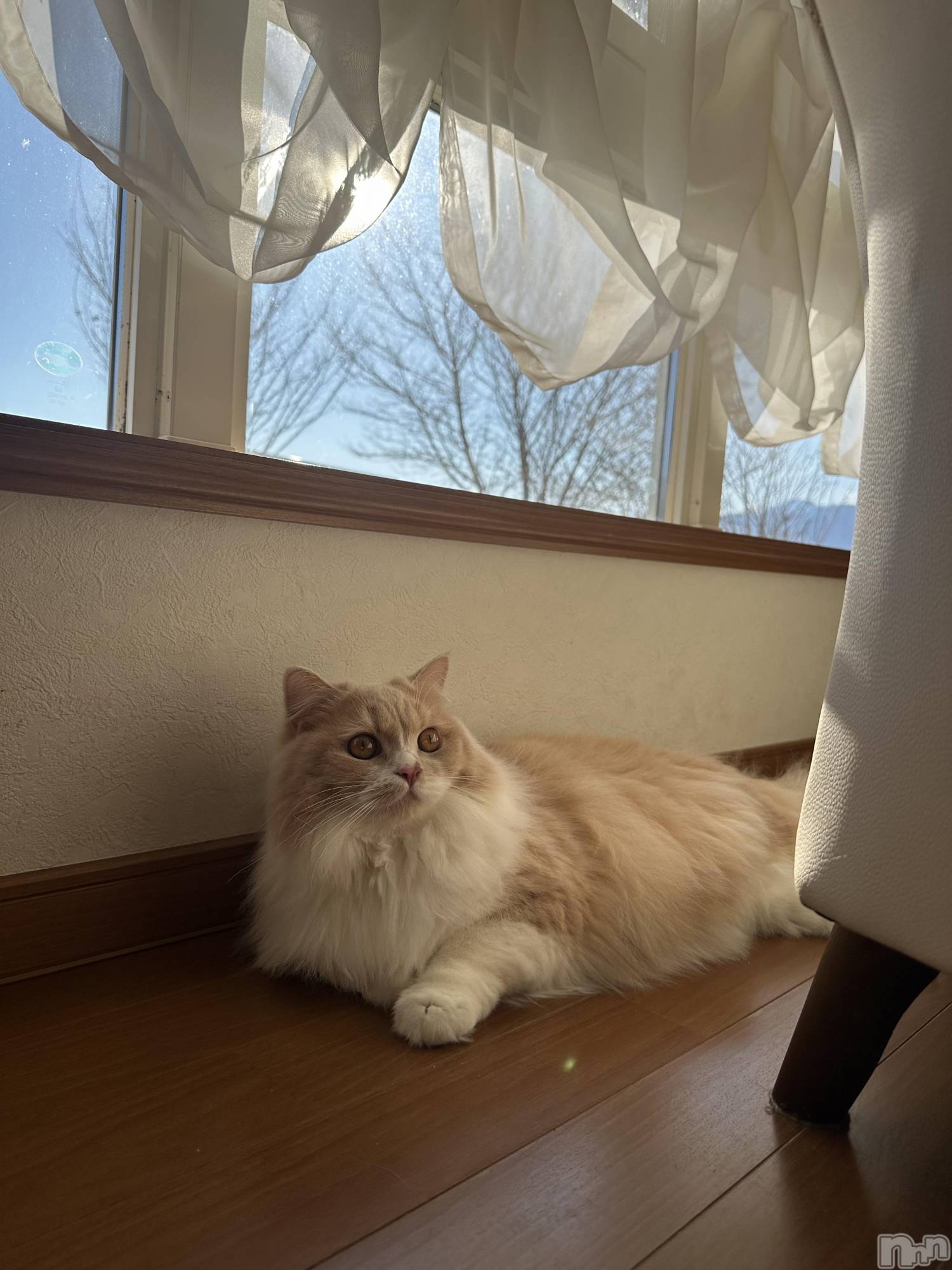 ��ë����Х��顦�����CLUB��Paladin(����֡��ѥ�ǥ���) ��2026ǯ1��6���̥�֥����������ޤ��Ƥ���ǤȤ��������ޤ�🐴��