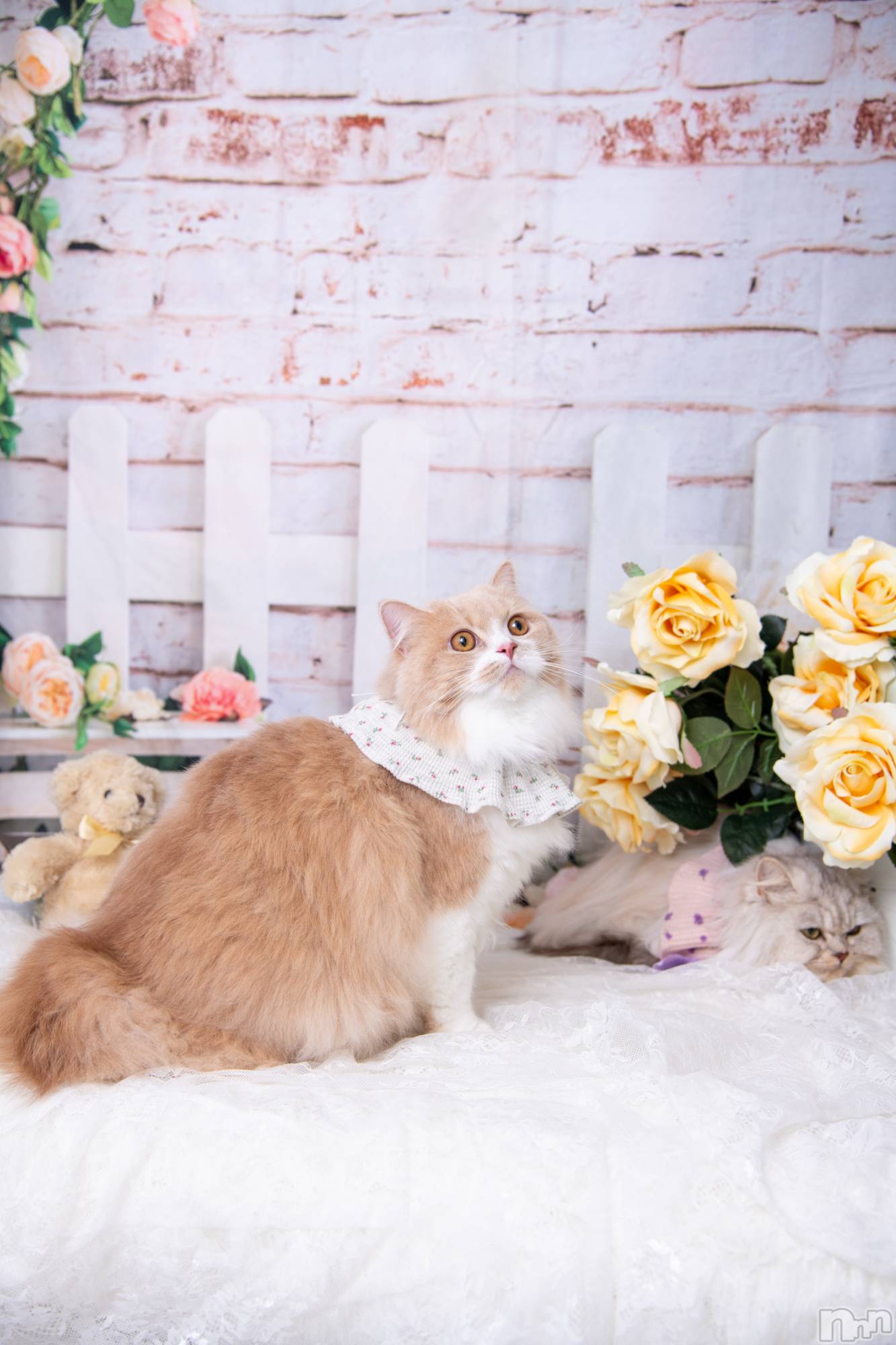 ��ë����Х��顦�����CLUB��Paladin(����֡��ѥ�ǥ���) ��2026ǯ1��14���̥�֥����ֵ���‪🍑*��🦥~��