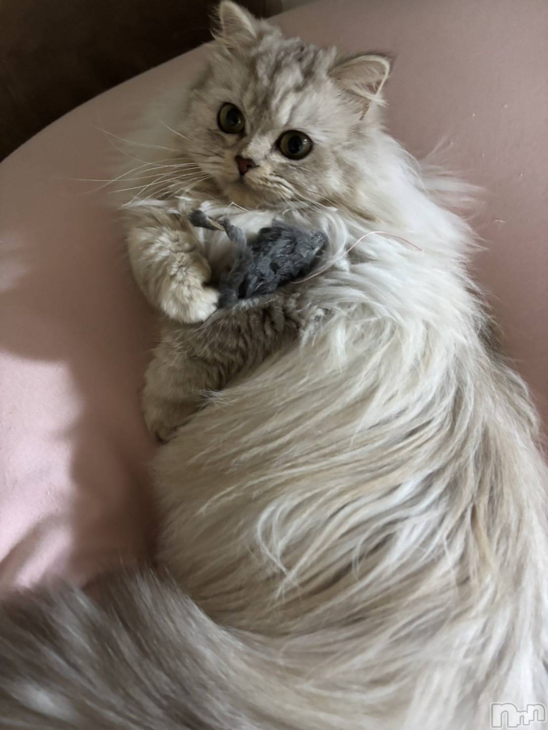 ��ë����Х��顦�����CLUB��Paladin(����֡��ѥ�ǥ���) ��2026ǯ1��25���̥�֥�����🐭��