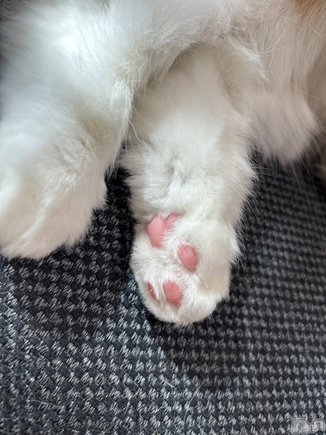 ��ë����Х��顦�����CLUB��Paladin(����֡��ѥ�ǥ���) ��2026ǯ1��29���̥�֥�����⛄️��