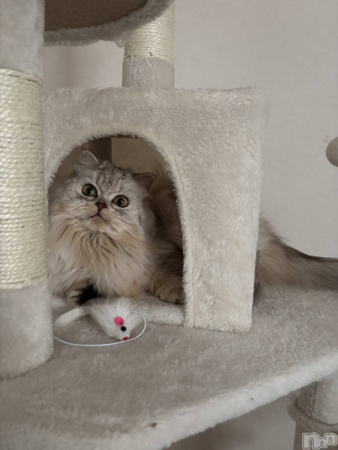 ��ë����Х��顦�����CLUB��Paladin(����֡��ѥ�ǥ���) ��2026ǯ2��6���̥�֥����֤���������🐁⸒⸒��