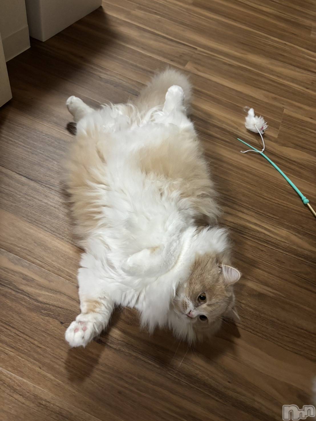 ��ë����Х��顦�����CLUB��Paladin(����֡��ѥ�ǥ���) ��2026ǯ2��15���̥�֥����֤⤳�⤳��