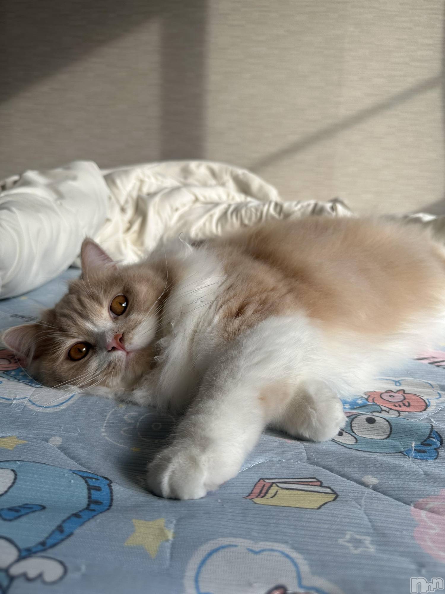 ��ë����Х��顦�����CLUB��Paladin(����֡��ѥ�ǥ���) ��2026ǯ2��21���̥�֥�����𖤐��-��