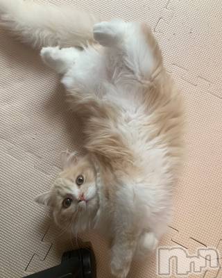 ��ë����Х��顦�����CLUB��Paladin(����֡��ѥ�ǥ���) ���ʤ�7��5���̥�֥����ֳ�Ϸȿ��🦐��