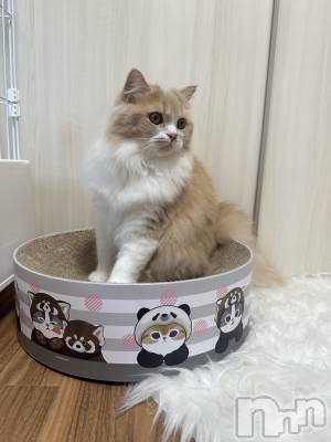 ��ë����Х��顦�����CLUB��Paladin(����֡��ѥ�ǥ���) ���ʤ�10��3���̥�֥�����🐈⸒⸒⸒⸒��