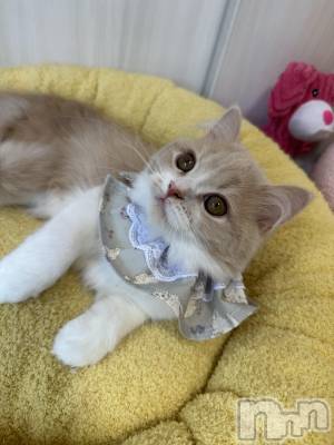 ��ë����Х��顦�����CLUB��Paladin(����֡��ѥ�ǥ���) ���ʤ�10��17���̥�֥�����🐈🎀��