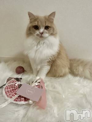 ��ë����Х��顦�����CLUB��Paladin(����֡��ѥ�ǥ���) ���ʤ�11��14���̥�֥�����New ������𓂃🎀𓈒𓏸��