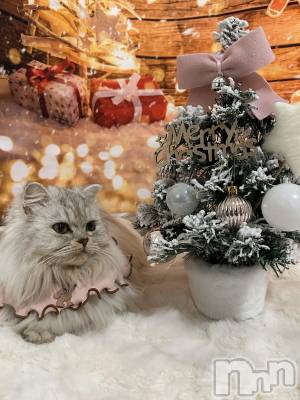 ��ë����Х��顦�����CLUB��Paladin(����֡��ѥ�ǥ���) ���ʤ�12��19���̥�֥�����🎄*⋆��