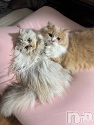 ��ë����Х��顦�����CLUB��Paladin(����֡��ѥ�ǥ���) ���ʤ�12��27���̥�֥�����🐱🤜🏻⋆͛🤛🏻🐱��