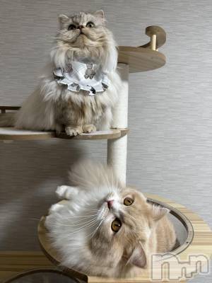 ��ë����Х��顦�����CLUB��Paladin(����֡��ѥ�ǥ���) ���ʤ�12��28���̥�֥��������ɤ���