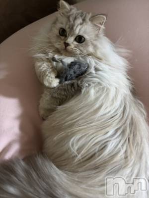 ��ë����Х��顦�����CLUB��Paladin(����֡��ѥ�ǥ���) ���ʤ�1��25���̥�֥�����🐭��