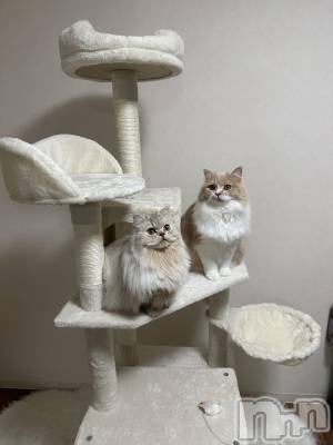 ��ë����Х��顦�����CLUB��Paladin(����֡��ѥ�ǥ���) ���ʤ�1��30���̥�֥�����𝗻𝗲𝘄 ����åȥ����