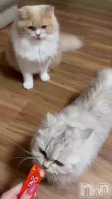 😽