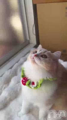 ����🐈🍓