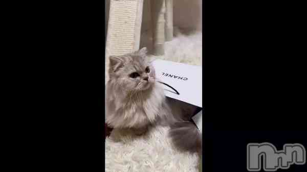 ��🐌🐱��