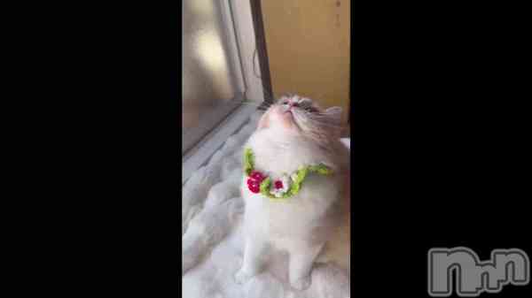 ������🐈🍓��