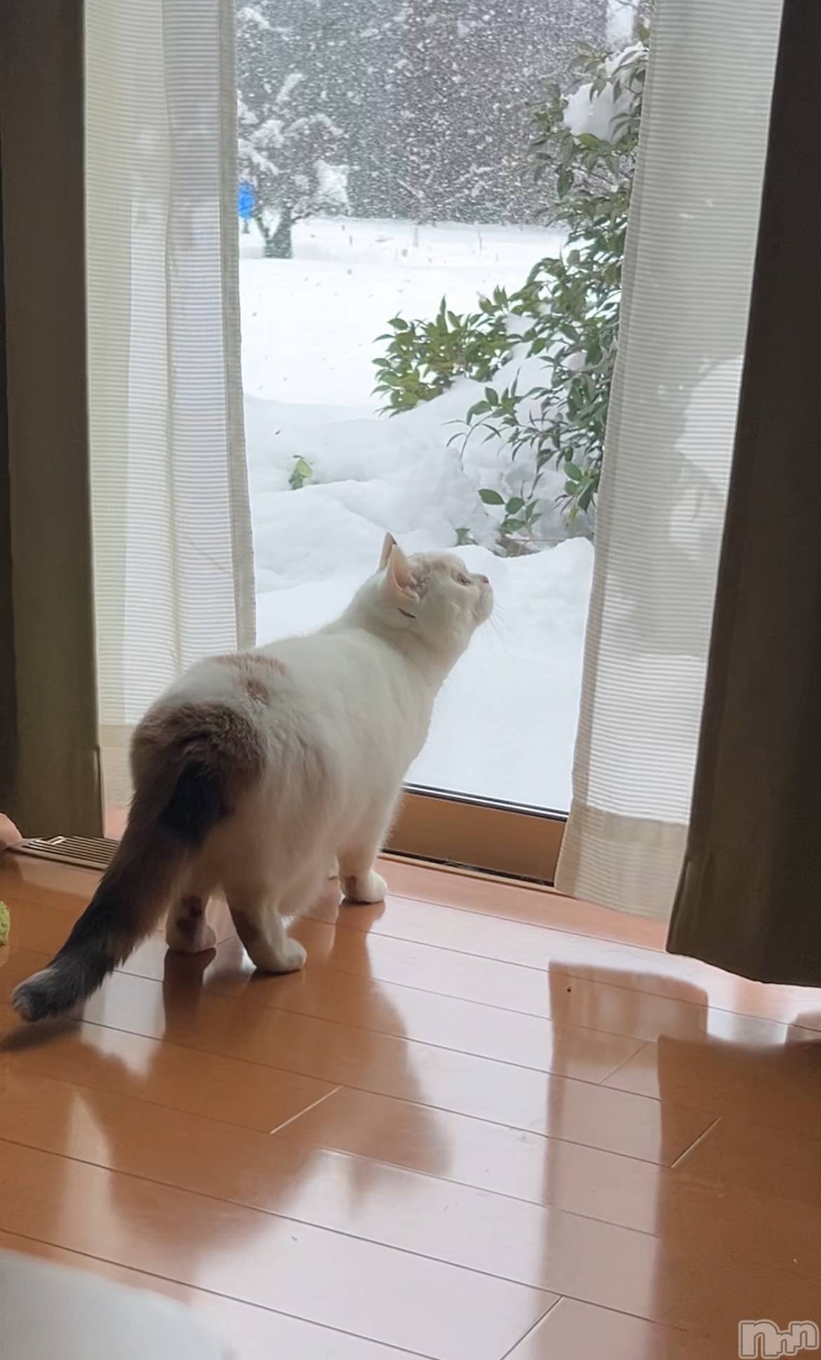 �����������Х��顦�����Diletto(�ǥ���å�) ��2026ǯ1��2���̥�֥�����🐈��