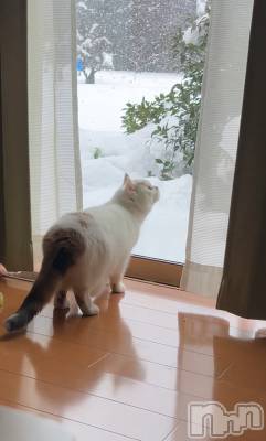 �����������Х��顦�����Diletto(�ǥ���å�) ����ͤ�1��2���̥�֥�����🐈��