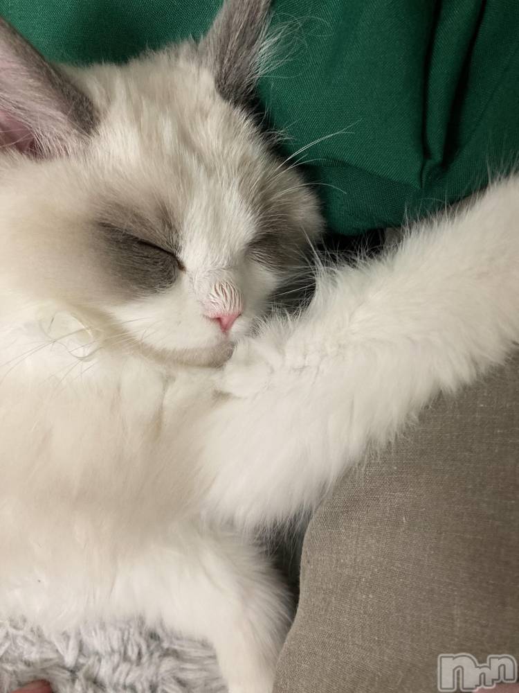 ʥå륺СʥåBar Peace(ʥåС ԡ) 82̥֥💤