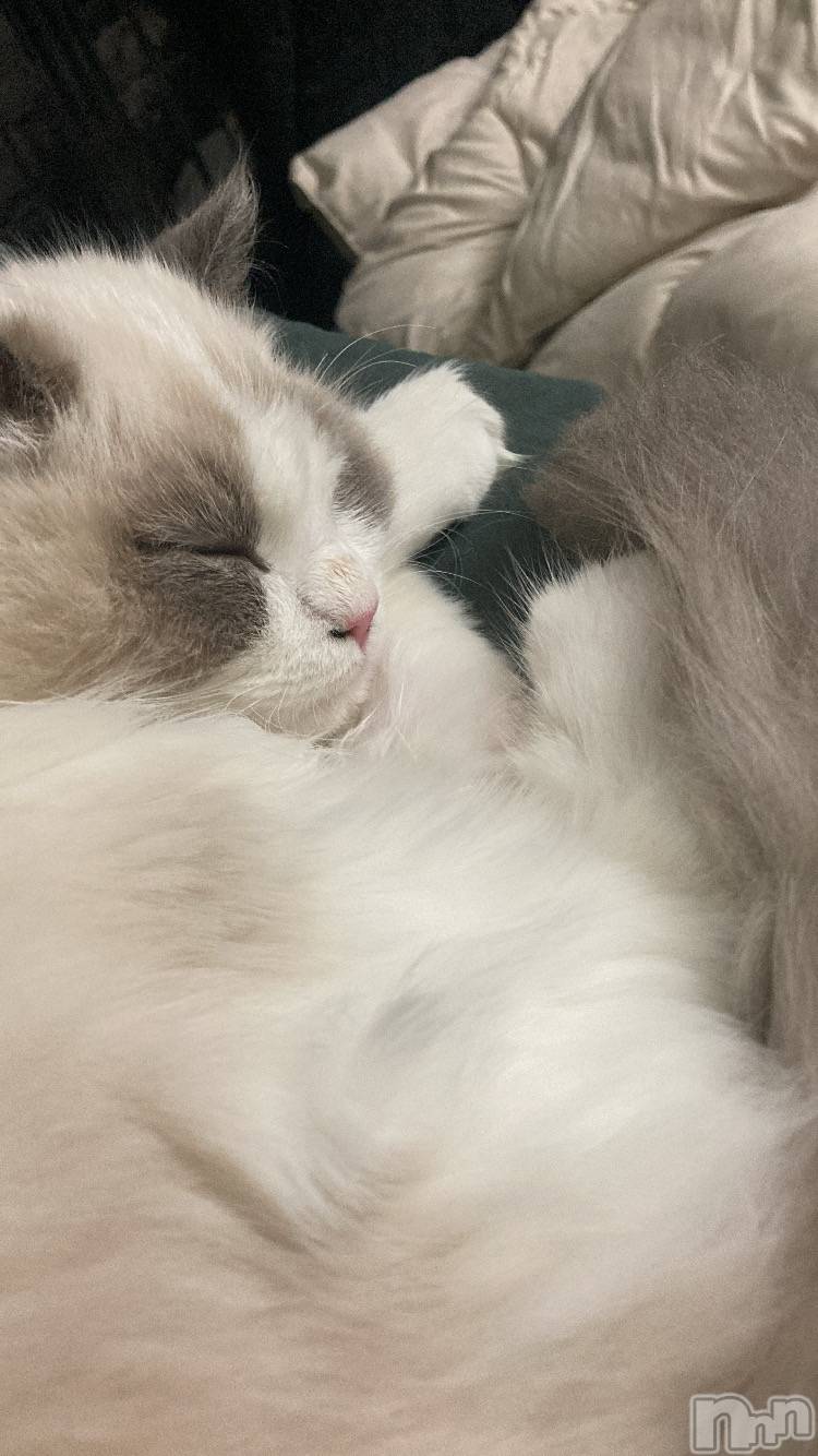 ����������ʥå��������륺�С����ʥå�Bar Peace(���ʥå��С� �ԡ���) ��2026ǯ1��17���̥�֥�����💤��