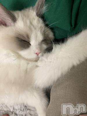 ʥå륺СʥåBar Peace(ʥåС ԡ) 82̥֥💤