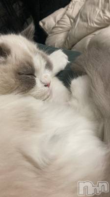 ����������ʥå��������륺�С����ʥå�Bar Peace(���ʥå��С� �ԡ���) ������1��17���̥�֥�����💤��