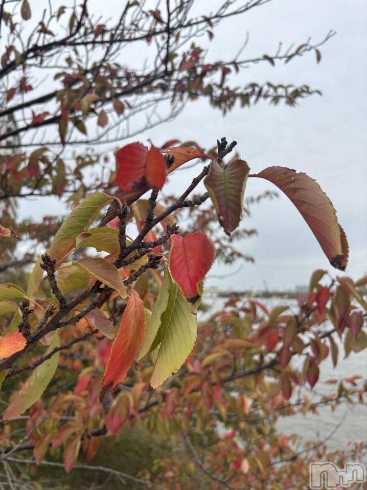 新潟駅前セクキャバ・いちゃきゃばSUPER ANGEL(スーパーエンジェル) 白鳥みれいの10月19日写メブログ「しゅ!みれいさん駅前」