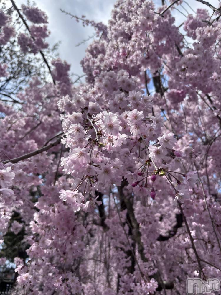 ��Į���ʥå��������륺�С�GIRL��S BAR SHELBY(�����륺�С�������ӡ�) ����ʤ�4��21���̥�֥����ִ���🌸��