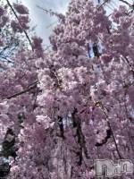 ��Į���ʥå��������륺�С�GIRL��S BAR SHELBY(�����륺�С�������ӡ�) ����ʤ�4��21���̥�֥����ִ���🌸��