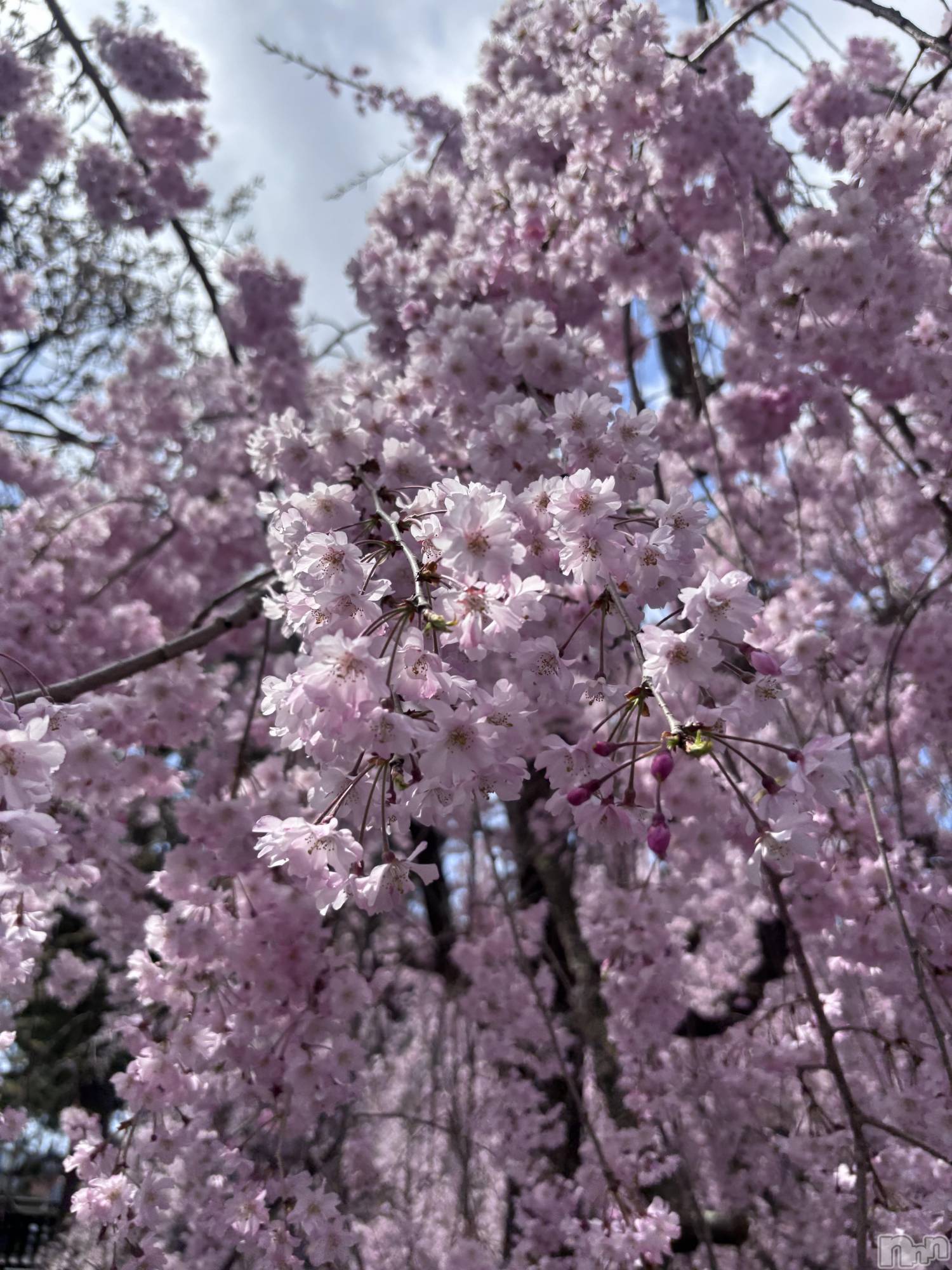 ��Į���ʥå��������륺�С�GIRL��S BAR SHELBY(�����륺�С�������ӡ�) ��2026ǯ4��21���̥�֥����ִ���🌸��