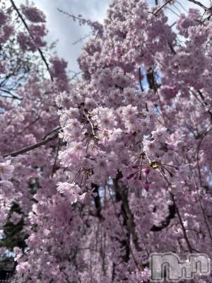 ��Į���ʥå��������륺�С�GIRL��S BAR SHELBY(�����륺�С�������ӡ�) ����ʤ�4��21���̥�֥����ִ���🌸��