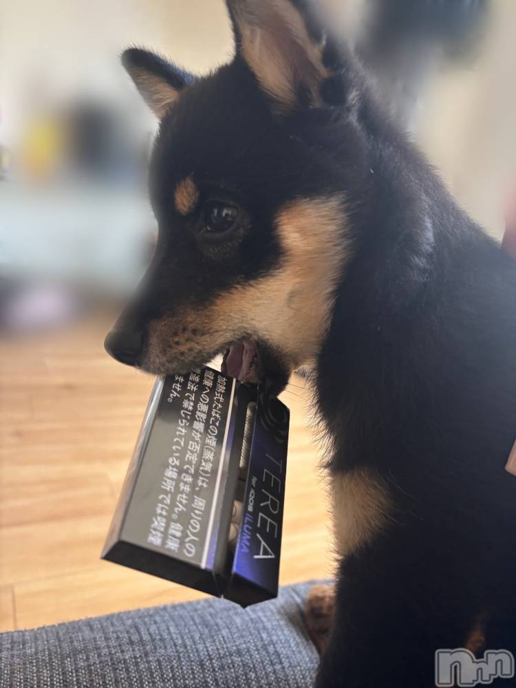 ƲХ顦JARDIN CLUB(󥯥) ͤ1129̥֥֤͡